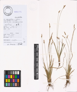 Carex pilulifera L. subsp. pilulifera