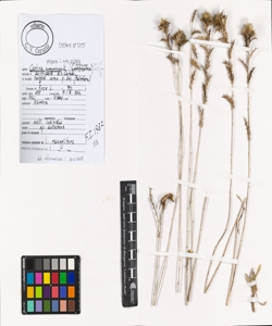 Carlina vulgaris L. subsp. vulgaris