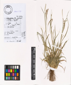 Carex sylvatica Huds. subsp. sylvatica