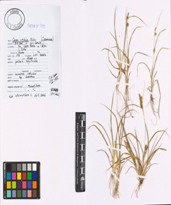 Carex viridula Michx.