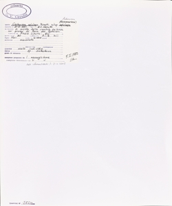 Centaurea aplolepa Moretti subsp. aplolepa