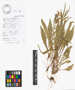 Centaurea jacea L. subsp. gaudini (Boiss. & Reut.) Gremli