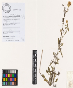 Centaurea paniculata L. s.l.