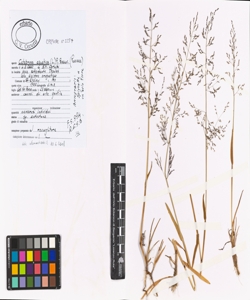 Catabrosa aquatica (L.) P. Beauv.