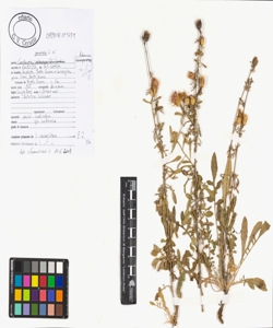 Centaurea paniculata L. s.l.