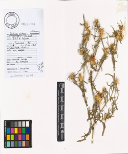 Centaurea calcitrapa L.