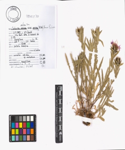 Centaurea uniflora Turra subsp. nervosa (Willd.) Bonnier & Layens