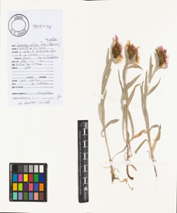 Centaurea uniflora Turra subsp. uniflora