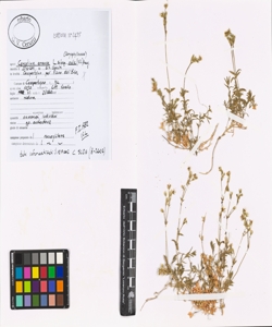 Cerastium arvense L. subsp. molle (Vill.) Arcang.