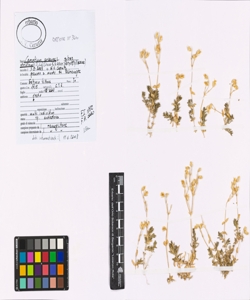 Cerastium arvense L. subsp. strictum (W.D.J. Koch) Schinz & R. Keller