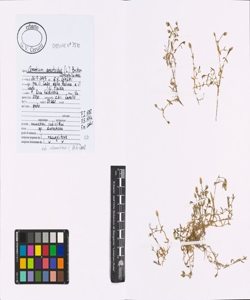 Cerastium cerastoides (L.) Britton