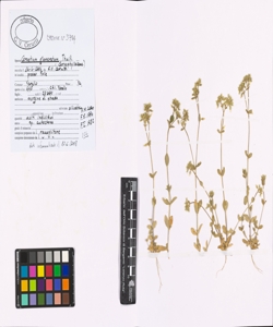 Cerastium glomeratum Thuill.