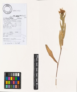 Centaurea uniflora Turra subsp. nervosa (Willd.) Bonnier & Layens