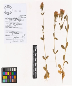 Centaurium erythraea Rafn subsp. erythraea
