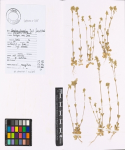 Cerastium glomeratum Thuill.