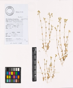 Cerastium brachypetalum Desp. ex Pers. s.l.