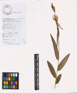 Cephalanthera rubra (L.) Rich.