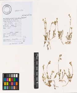 Cerastium arvense L. subsp. strictum (W.D.J. Koch) Schinz & R. Keller