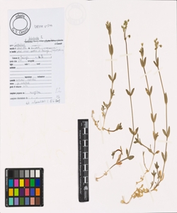 Cerastium holosteoides Fr.