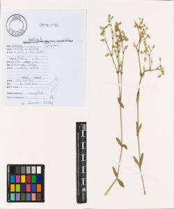 Cerastium holosteoides Fr.