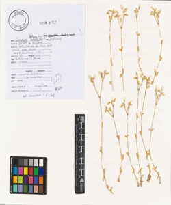 Cerastium holosteoides Fr.