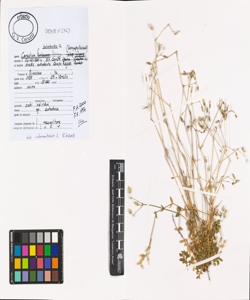 Cerastium holosteoides Fr.