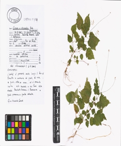 Circaea x intermedia Ehrh.