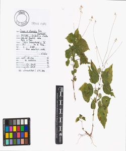 Circaea x intermedia Ehrh.