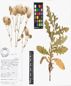 Cirsium arvense (L.) Scop.