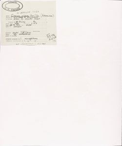 Cirsium vulgare (Savi) Ten.