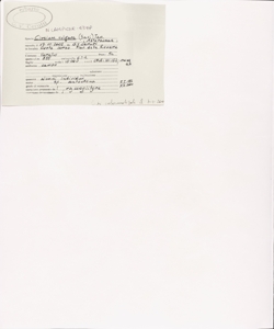 Cirsium vulgare (Savi) Ten.