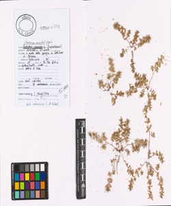 Chamaesyce maculata (L.) Small