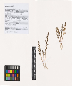 Chenopodium rubrum L.