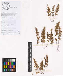 Cheilanthes maderensis Lowe