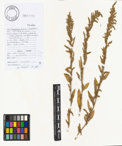 Chenopodium album L. subsp. album