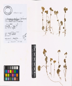 Chrysosplenium alternifolium L.