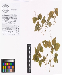 Circaea alpina L. subsp. alpina