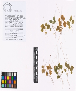 Circaea alpina L. subsp. alpina