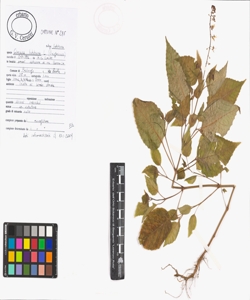 Circaea lutetiana L. subsp. lutetiana