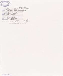 Citrullus lanatus (Thunb.) Matsum. & Nakai