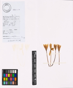 Colchicum alpinum Lam. & DC. s.l.