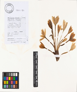 Colchicum autumnale L.