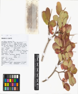 Cotinus coggygria Scop.