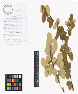 Cotoneaster tomentosum (Aiton) Lindl.