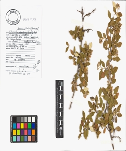 Cotoneaster tomentosum (Aiton) Lindl.