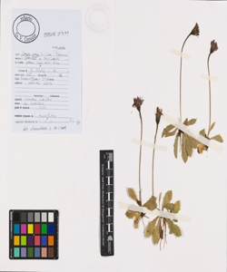 Crepis aurea (L.) Cass. subsp. aurea