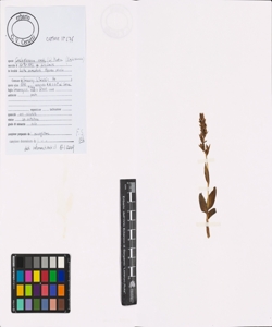 Coeloglossum viride (L.) Hartm.