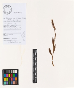 Coeloglossum viride (L.) Hartm.