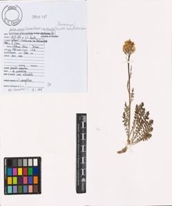 Coincya monensis (L.) Greuter & Burdet subsp. cheiranthos (Franco) Aedo, L