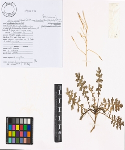 Coincya monensis (L.) Greuter & Burdet subsp. cheiranthos (Franco) Aedo, L
